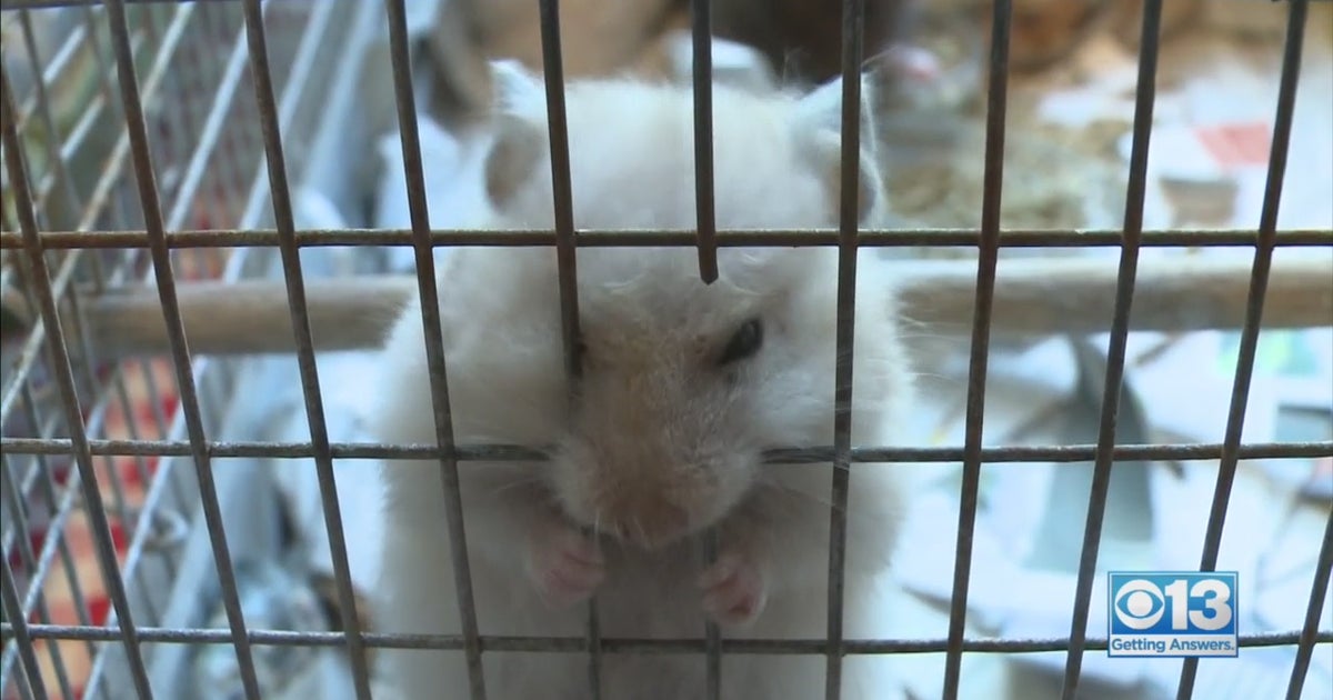 Hoard of Hamsters Abandoned At Pet Store Now Up For Adoption