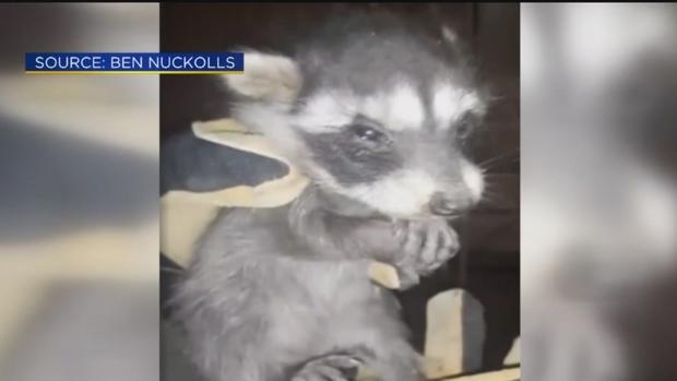 RACOON RESCUE 