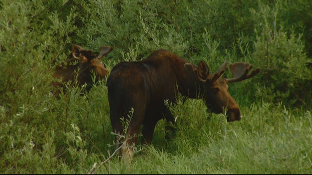 nederland-moose-attack-5pkg_frame_1807.jpg 