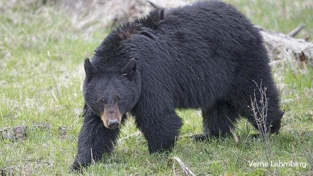 a-female-black-bear-looking-up-verne-lehmberg-620.jpg 