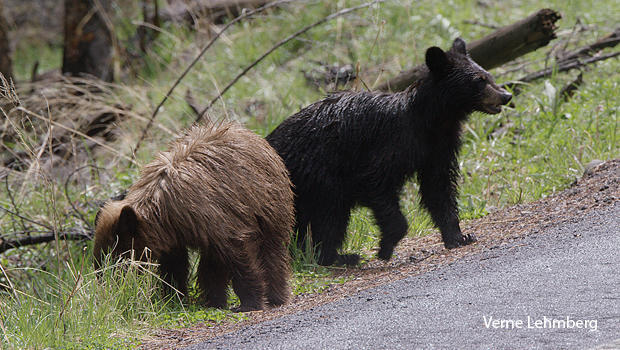 cinnamon-and-black-bear-cubs-verne-lehmberg.jpg 