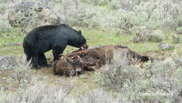 bear-on-bison-carcass-verne-lehmberg.jpg 