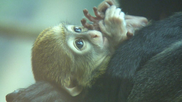 monkey3.jpg 