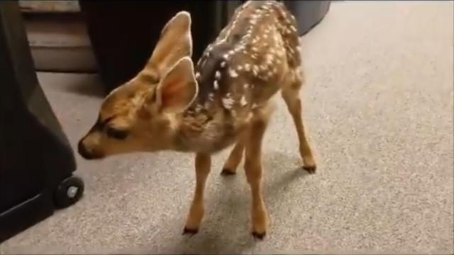 fawn.jpg 