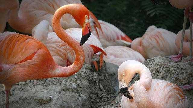 flamingos-cropped.jpg 