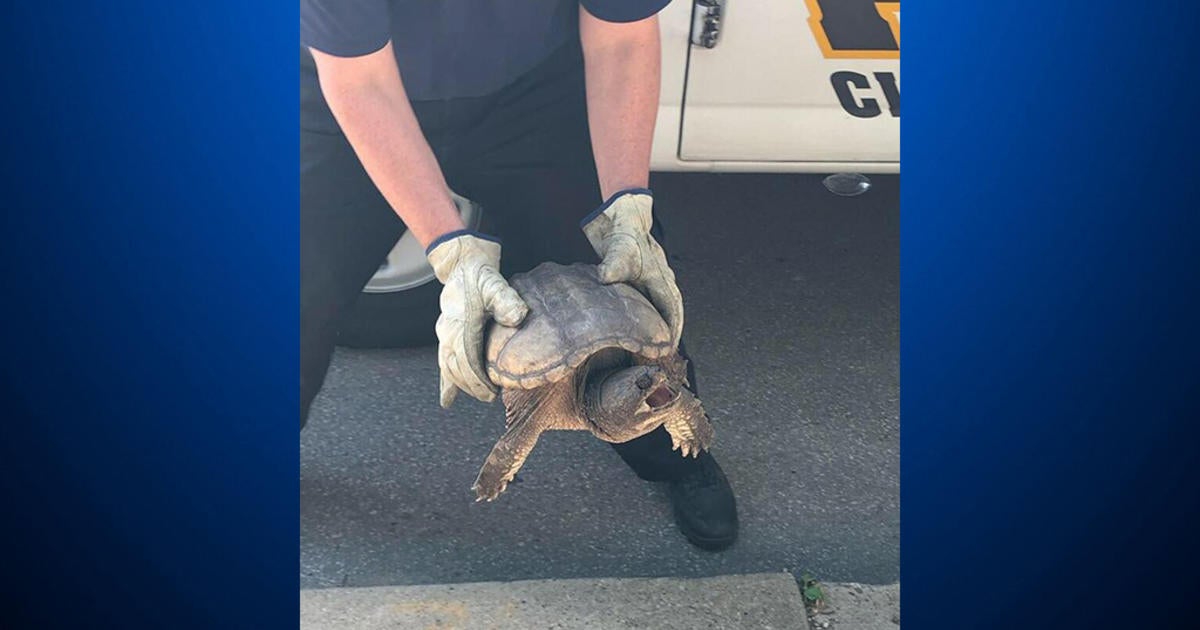 Pittsburgh Police Rescue Turtle From Busy Street In Lawrenceville - CBS ...