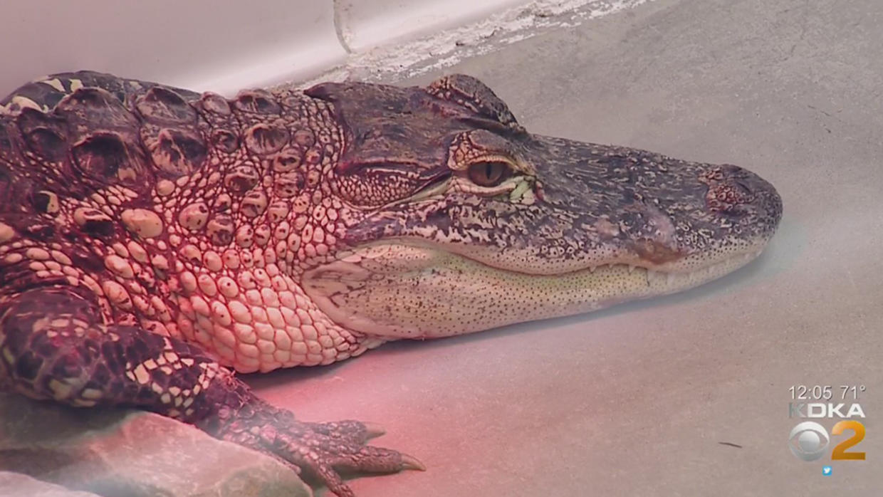 Humane Animal Rescue Caring For Majority Of Seized Exotic Pets - CBS