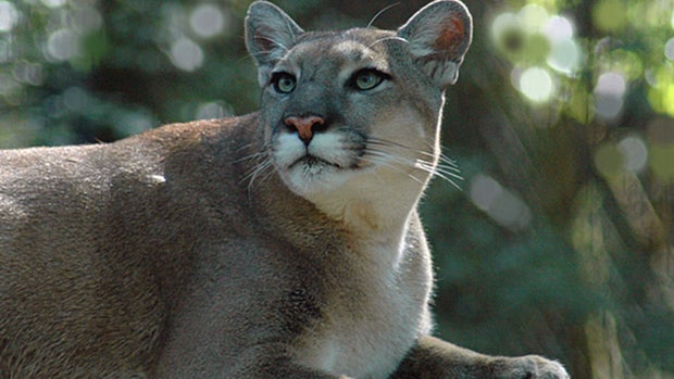 florida-panther-cat-animal-generic.jpg