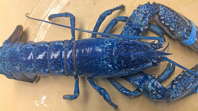 blue-lobster-cape.jpg 