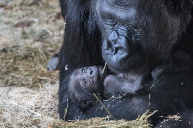Baby Gorilla 4 