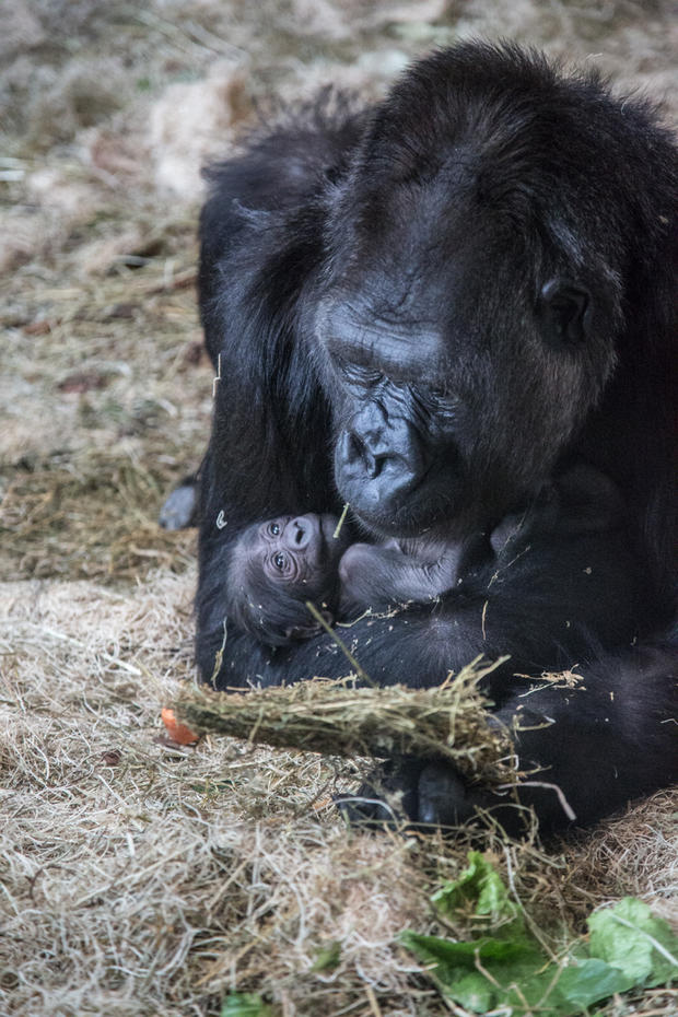 Baby Gorilla 2 