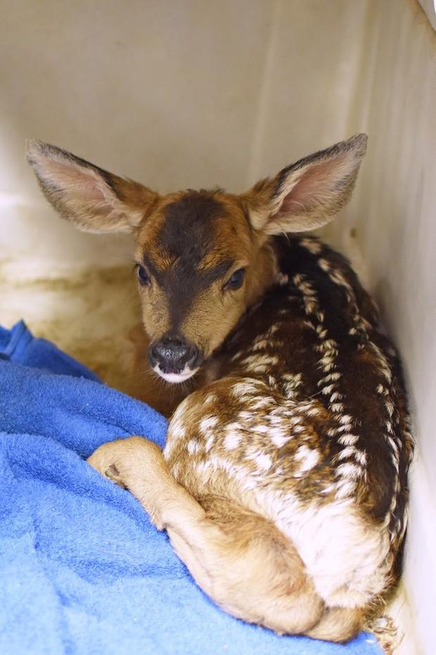 fawn survives motorcycle crash CPW 