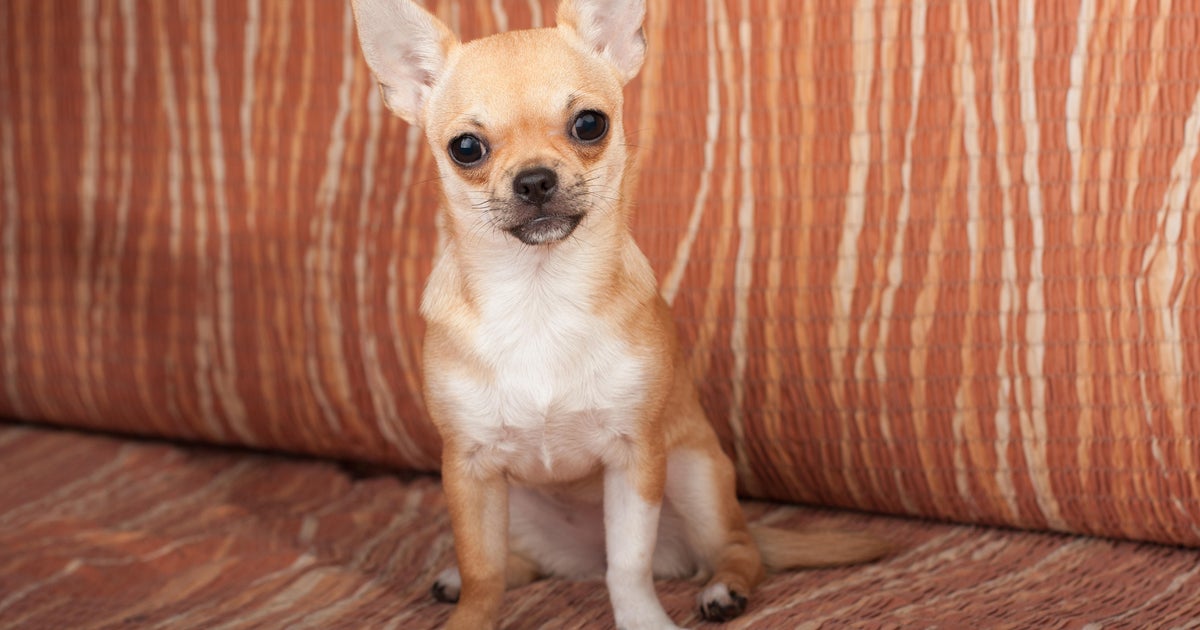 Petsmart's Chewy IPO soars 59 in stock market debut CBS News