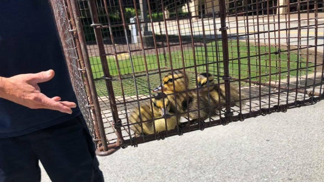 duckling rescue 