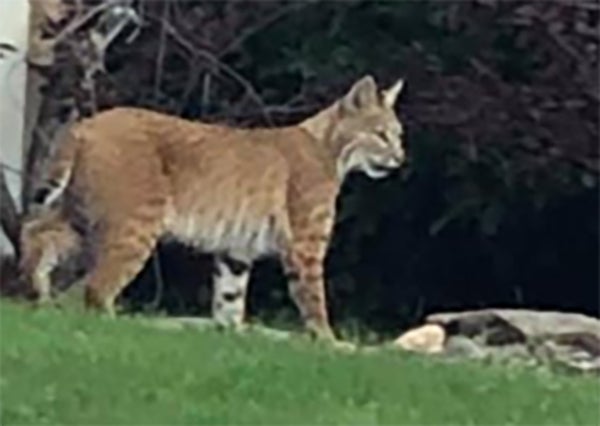 Bobcat 2 (Lakewood PD FB) 