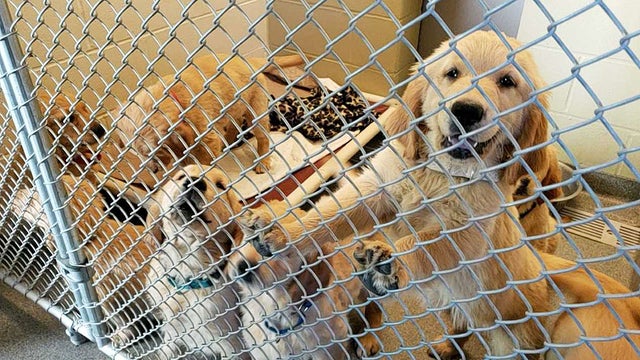 bradfordpuppies2.jpg 