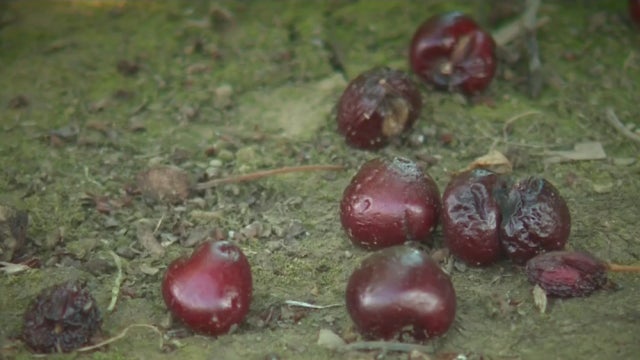 rotten-cherries.jpg 
