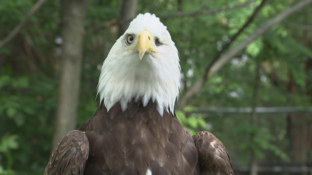 Ambassadors for the Philadelphia Eagles - Elmwood Park Zoo