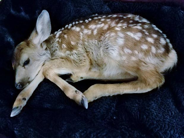 rescued fawn 