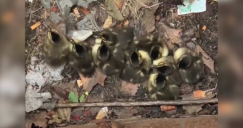 Police Rescue 10 Ducklings From Storm Drain - CBS Pittsburgh