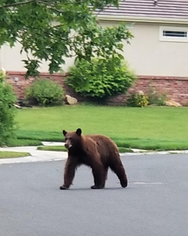 bear in broomfield neighborhood via BPD 