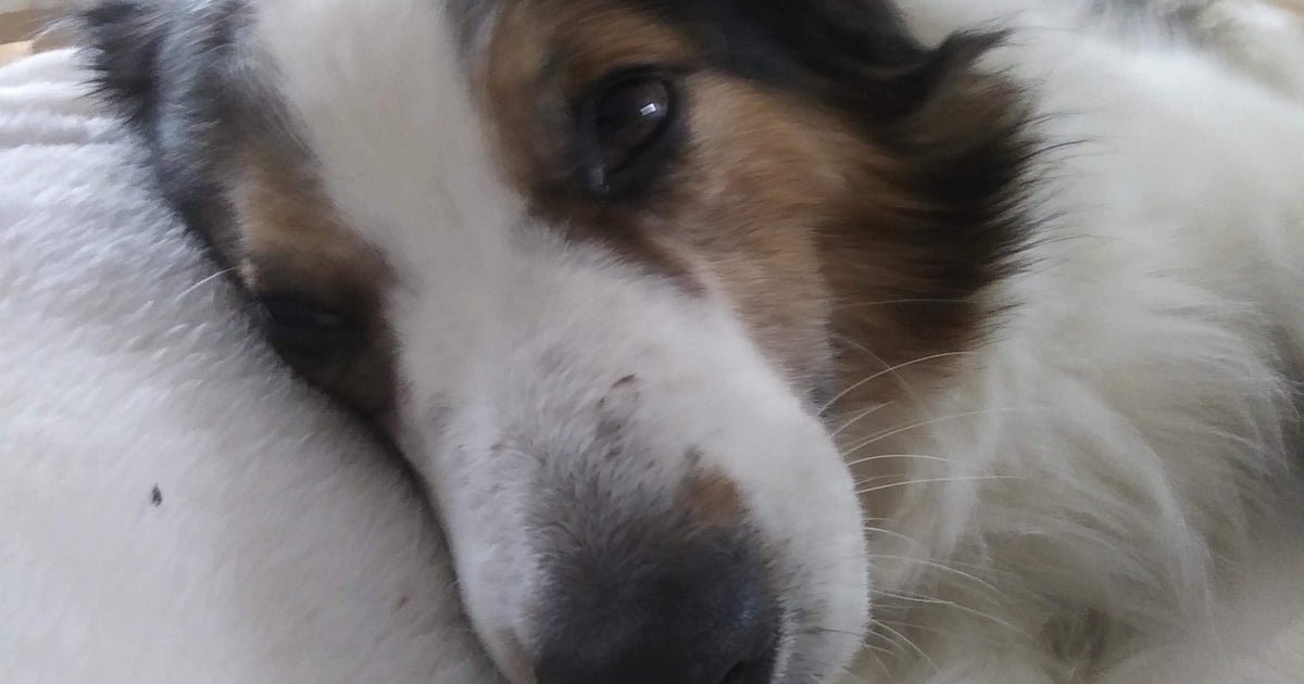 FOUND: Therapy Dog Missing After Crash That Left Owner Hospitalized ...