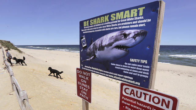 Cape Cod Sharks 