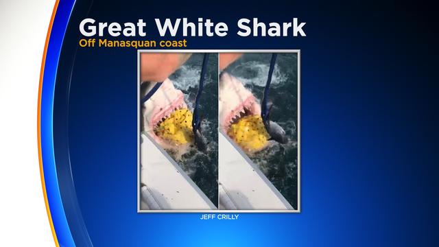 manasquan-great-white-shark.jpg 