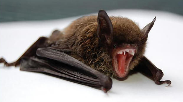 bat rabies via jeffco public health 