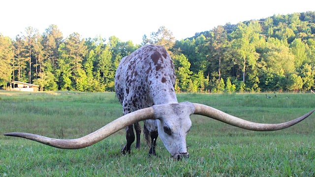 poncho-the-longhorn.jpg 