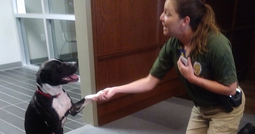 Grapevine Police Department Shines Light On Adoptable Dogs For 'Take