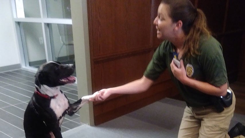 Grapevine Police Department Shines Light On Adoptable Dogs For 'Take