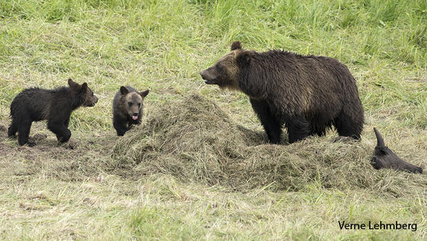 grizzly-bear-greenskeepers-620.jpg 