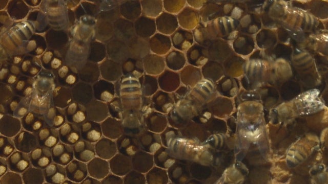 pollinator-week-6pkg_frame_16.jpg 
