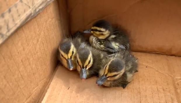 duckling youtube rescue 2 