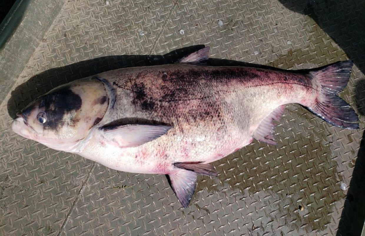 DNR: Invasive Carp Found In Minnesota Waters - CBS Minnesota