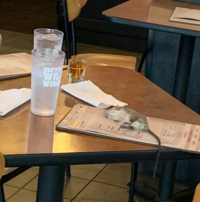 Live rat falls from ceiling and lands on table at Buffalo Wild Wings