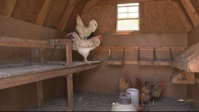 18pkg_cl_nj-chicken-coops.transfer_frame_1250.png 