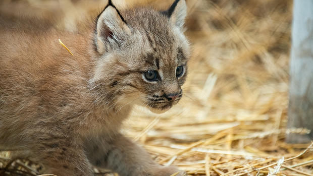 pittsburgh-zoo-baby-lynx-1 