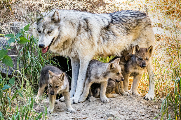 Oakland Zoo wolf pups 