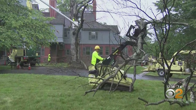 teddy roosevelt tree chopped down