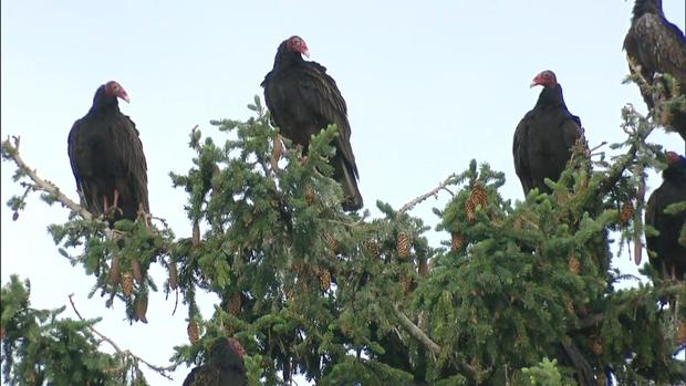 turkey vultures generic 