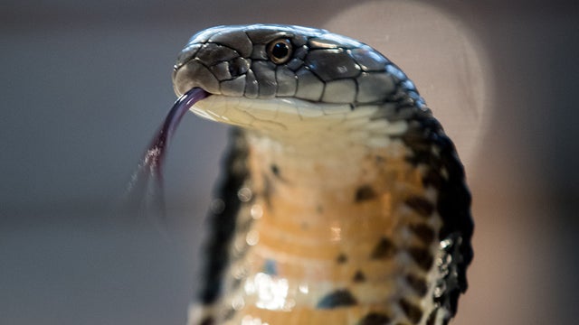cobra-snake-585196562.jpg 