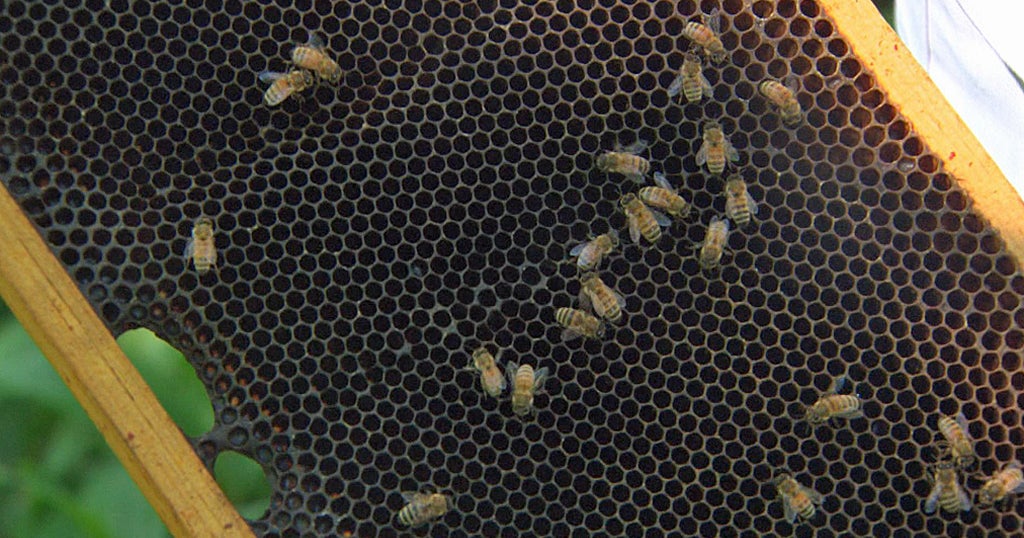 It Happens Here: Beverly Bees Focuses On Rescue, Rehabilitation - CBS ...
