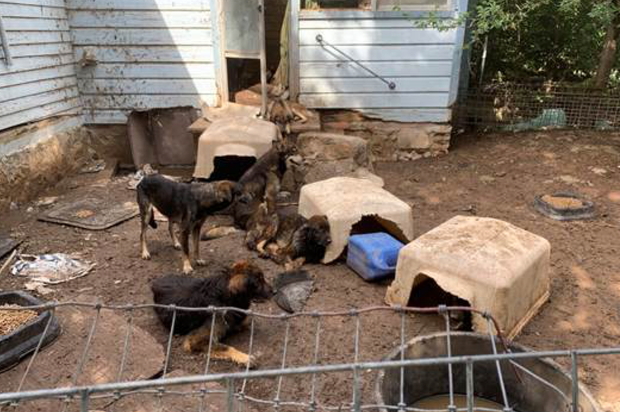 Neglected dogs in Bosque County 