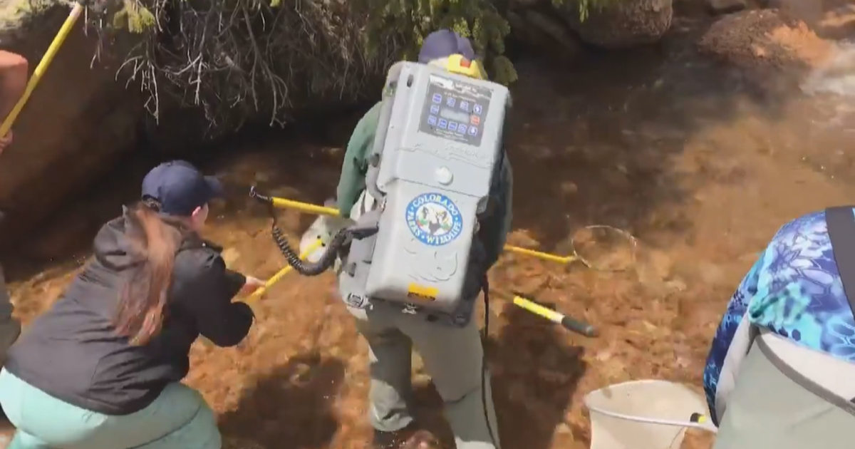 Aquatic Biologists Fertilize 415,000 Cutthroat Trout Eggs CBS Colorado