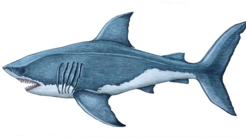 watercolor-painting-of-great-white-shark-by-stephen-kade.jpg 