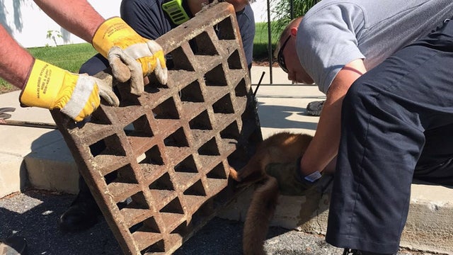 northboro-fox-stuck-in-sewer-3-fd-pic.jpg 