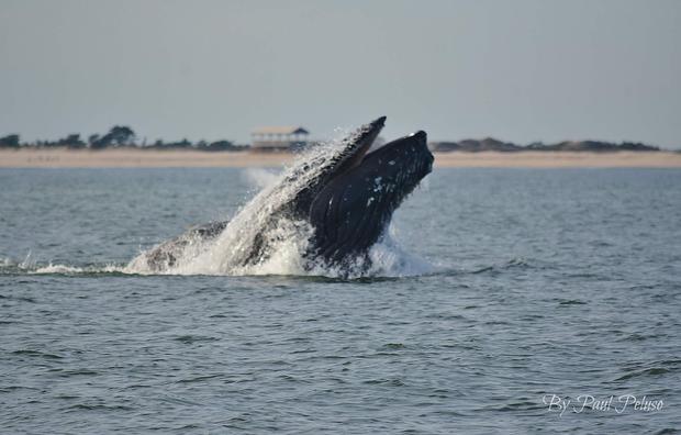Whales Off Long Island 