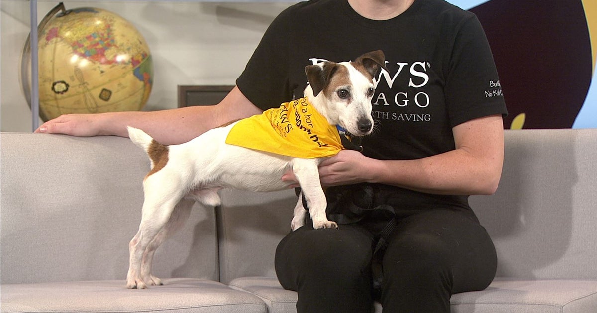 Meet Eugene, The PAWS Pet Of The Week CBS Chicago